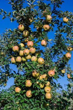Gunma Meigetsu, meyve bahçesindeki lezzetli bir elma çeşidi..