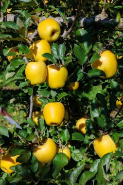 Shinano Gold, a delicious apple variety from the orchard. clipart