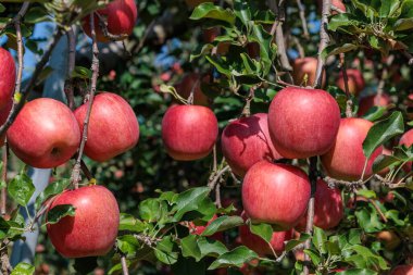 Delicious apple variety Shinano Sweet from the orchard. clipart