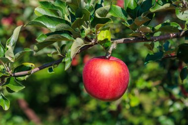 Delicious apple variety Shinano Sweet from the orchard. clipart