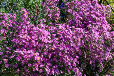 Sonbahar bahçesinde açan pembe paskalya çiçekleri..