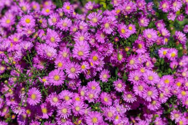 Sonbahar bahçesinde açan pembe paskalya çiçekleri..