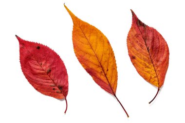 Güzel sonbahar kiraz çiçekleri yaprakları.