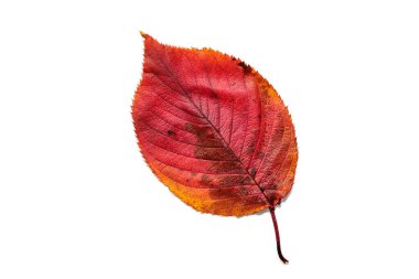 Güzel sonbahar kiraz çiçekleri yaprakları.