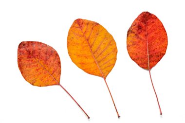 Duman ağacının güzel sonbahar yaprakları.