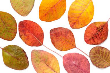 Duman ağacının güzel sonbahar yaprakları.