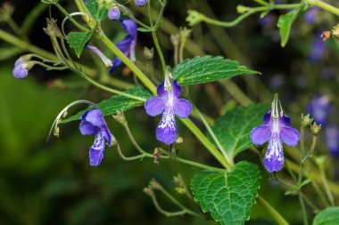 Mavi sislerin güzel çiçekleri bir yaz bahçesinde.
