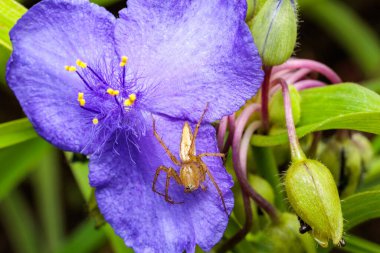Luchs oxyopes sertatus latrelle bir mavi ceketin üzerinde dinleniyor..