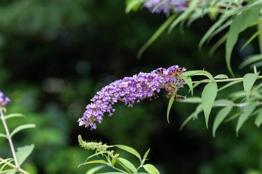 Bahçedeki güzel budrea çiçekleri.