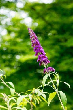 Bahçedeki güzel budrea çiçekleri.