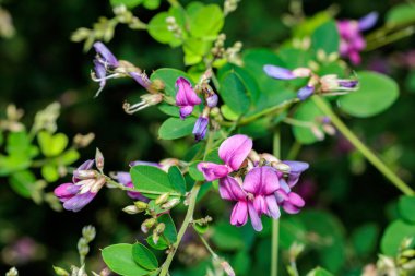 Güz kırsalında açan güzel yonca çiçekleri.