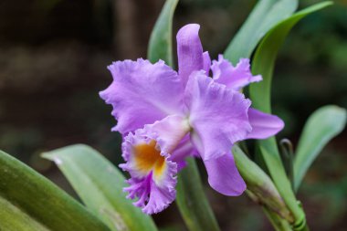 Cattleya çiçekleri serada güzel çiçek açıyor..