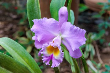 Cattleya çiçekleri serada güzel çiçek açıyor..