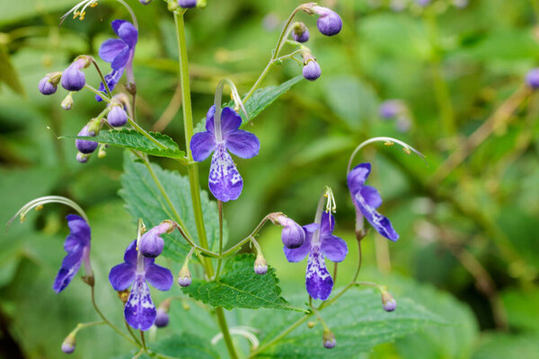 Beautiful blooming flowers of the blue mist spiraea in a summer garden.