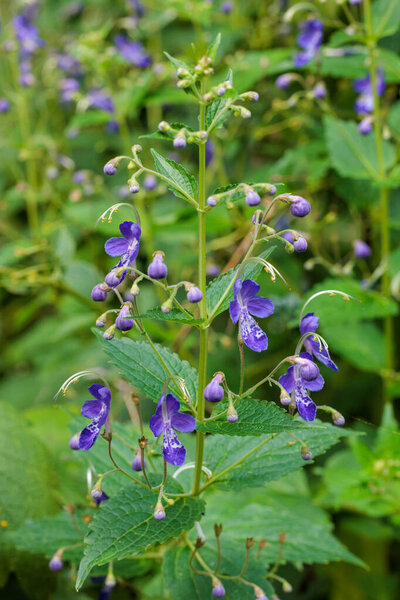 Beautiful blooming flowers of the blue mist spiraea in a summer garden.