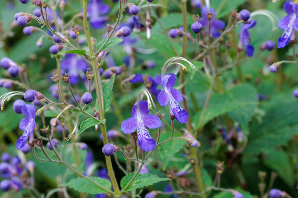 Beautiful blooming flowers of the blue mist spiraea in a summer garden.