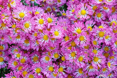 Kaşık şeklinde taç yapraklı pembe kasımpatı çiçeği..