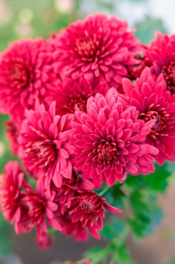 Güzel kırmızı kasımpatı çiçekleri.