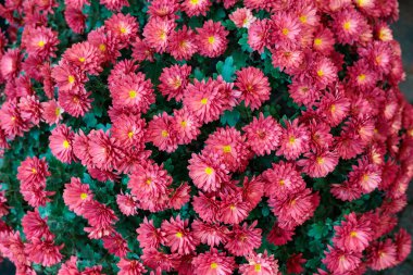 Beautiful bright red chrysanthemum flowers. clipart