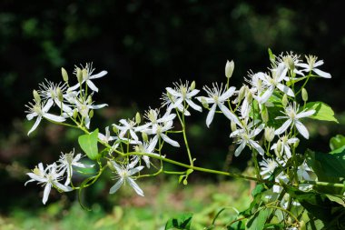 Clematis Terniflora 'nın güzel çiçekleri yazın tarlalarda ve dağlarda açar..
