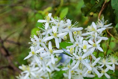 Clematis Terniflora 'nın güzel çiçekleri yazın tarlalarda ve dağlarda açar..