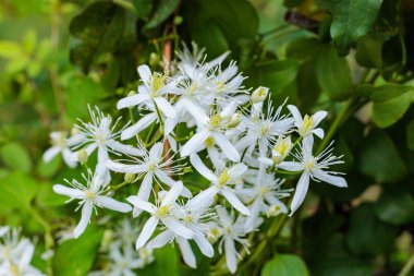 Clematis Terniflora 'nın güzel çiçekleri yazın tarlalarda ve dağlarda açar..