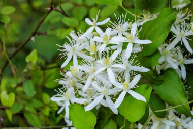 Clematis Terniflora 'nın güzel çiçekleri yazın tarlalarda ve dağlarda açar..