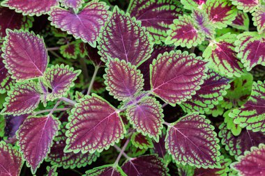 Coleus leaves with a beautiful contrast of purple and green. clipart