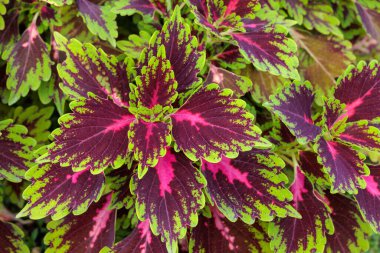 Coleus güzel bir kırmızı ve yeşil kontrastla ayrılıyor..