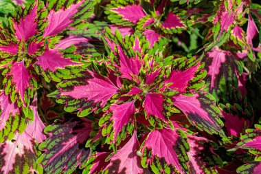 Coleus güzel bir kırmızı ve yeşil kontrastla ayrılıyor..