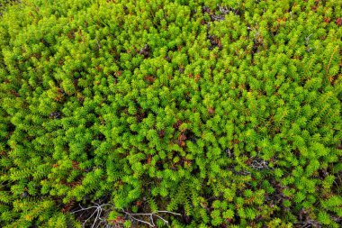 Crowberry leaves covering the ground on the plateau. clipart