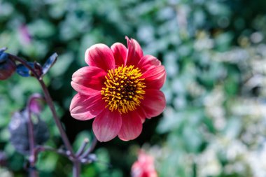 Bahçede sonbaharda açan güzel pembe yıldız çiçekleri..