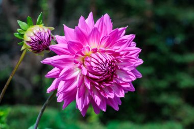 Bahçede açan soluk pembe ve zarif yıldız çiçeği..