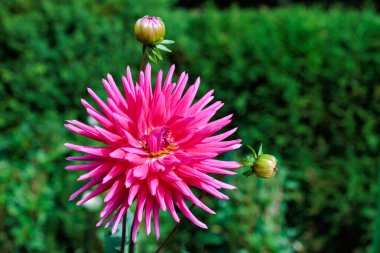 Sivri yaprakları olan pembe yıldız çiçeği..