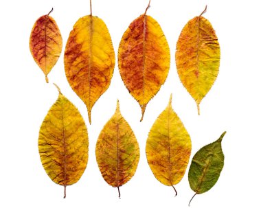 Dry autumn leaves of the Prunus grayana. clipart