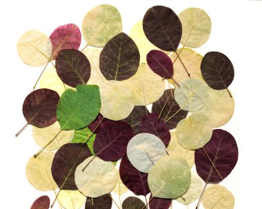 Sonbaharda bir duman ağacının güzel kurumuş yaprakları.