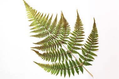 Athyrium niponicum yaprakları, bir tür eğreltiotu..