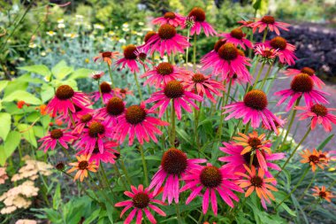 Ekinezya çiçekleri parlak pembe ve çok güzeldir..