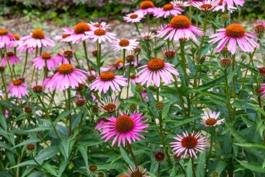 Ekinezya çiçekleri parlak pembe ve çok güzeldir..