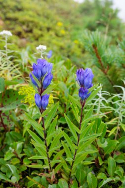 Gentian flowers blooming on the plateau in summer. clipart