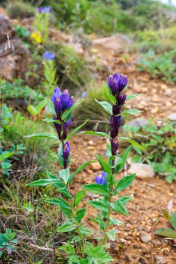 Gentian flowers blooming on the plateau in summer. clipart