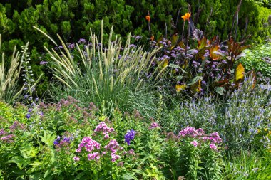 Bahçede pennisetum phlox ve canna manzarası.