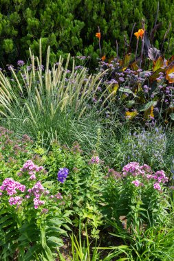 Bahçede pennisetum phlox ve canna manzarası.