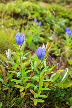 Gentian flowers blooming on the plateau in summer. clipart