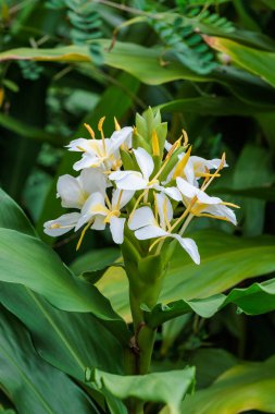 Beautiful blooming ginger lily flowers in an autumn garden. clipart