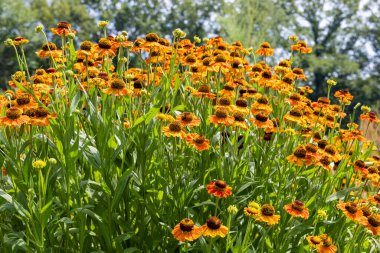 Beautiful Helenium amarum flowers blooming in a summer garden. clipart