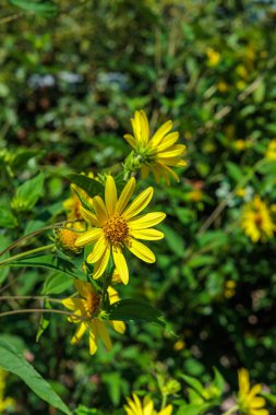 Helianthus flowers blooming in a summer garden. clipart