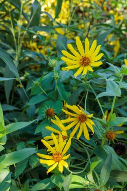 Helianthus flowers blooming in a summer garden. clipart