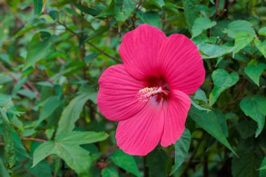 Close up of red hibiscuses moscheutos flowers blooming in summer in garden. clipart