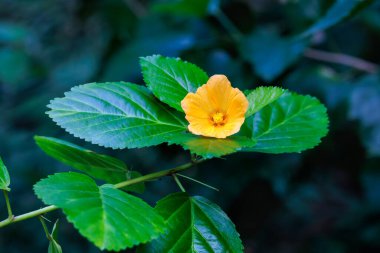 Yellow ilima flowers blooming beautifully in the greenhouse. clipart